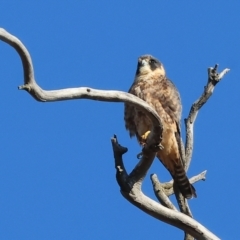 Falco longipennis (Australian Hobby) at Jack Perry Reserve - 7 May 2024 by KylieWaldon