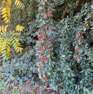 Pyracantha fortuneana at Hughes Garran Woodland - 20 Apr 2024 03:43 PM