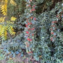 Pyracantha fortuneana at Hughes Garran Woodland - 20 Apr 2024