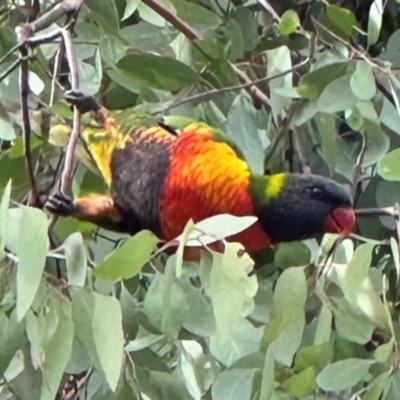 Trichoglossus moluccanus (Rainbow Lorikeet) at Aranda, ACT - 7 May 2024 by lbradley