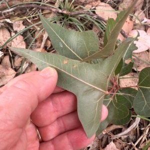 Brachychiton populneus subsp. populneus at Cook, ACT - 7 May 2024