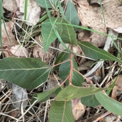 Brachychiton populneus subsp. populneus at Cook, ACT - 7 May 2024