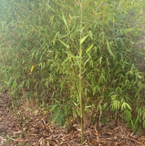 Phyllostachys aurea at GG69 - 4 May 2024 03:49 PM