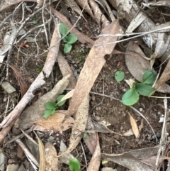 Pterostylis sp. (A Greenhood) at Point 49 - 7 May 2024 by lbradley