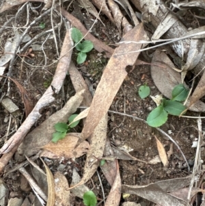 Pterostylis sp. at Aranda, ACT - 7 May 2024