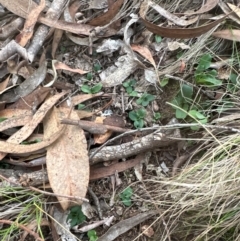 Pterostylis sp. at Aranda, ACT - 7 May 2024