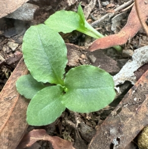 Pterostylis sp. at Aranda, ACT - 7 May 2024