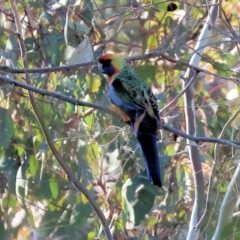 Platycercus elegans flaveolus (Yellow Rosella) at Jack Perry Reserve - 6 May 2024 by KylieWaldon