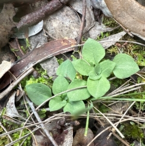 Speculantha rubescens at Aranda, ACT - suppressed