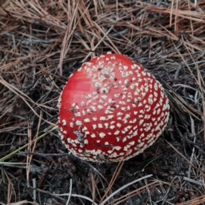 Amanita muscaria at Isaacs Ridge and Nearby - 7 May 2024 05:13 PM