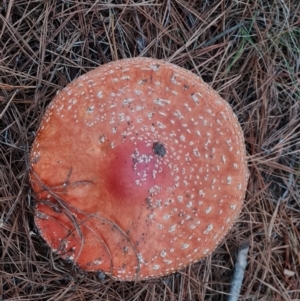 Amanita muscaria at Isaacs Ridge and Nearby - 7 May 2024 05:13 PM