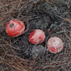 Amanita muscaria at Isaacs Ridge and Nearby - 7 May 2024