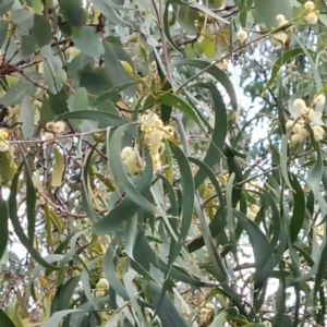 Acacia implexa at Isaacs, ACT - 7 May 2024 04:33 PM