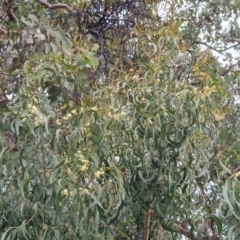 Acacia implexa at Isaacs, ACT - 7 May 2024 04:33 PM