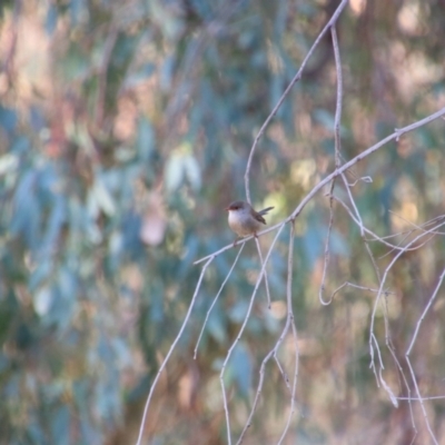 Malurus cyaneus (Superb Fairywren) at Wangaratta, VIC - 30 Apr 2024 by MB