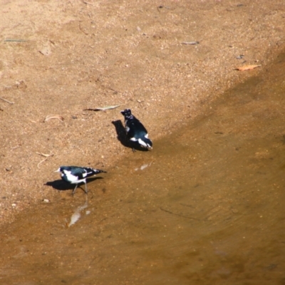 Grallina cyanoleuca (Magpie-lark) at Wangaratta, VIC - 30 Apr 2024 by MB