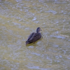 Anas superciliosa (Pacific Black Duck) at Wangaratta, VIC - 30 Apr 2024 by MB