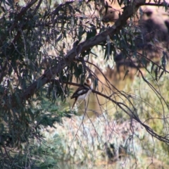 Dacelo novaeguineae (Laughing Kookaburra) at Wangaratta, VIC - 30 Apr 2024 by MB