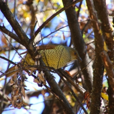 Ptilonorhynchus violaceus (Satin Bowerbird) at Alpine Shire - 1 May 2024 by MB