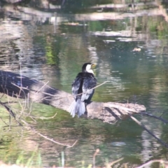 Microcarbo melanoleucos (Little Pied Cormorant) at Alpine Shire - 1 May 2024 by MB