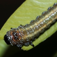 Pterygophorus cinctus (Bottlebrush sawfly) at Higgins, ACT - 18 Apr 2024 by AlisonMilton