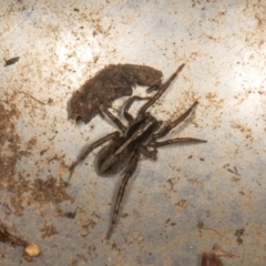 Unverified Other hunting spider at Scullin, ACT - 29 Apr 2024 by AlisonMilton