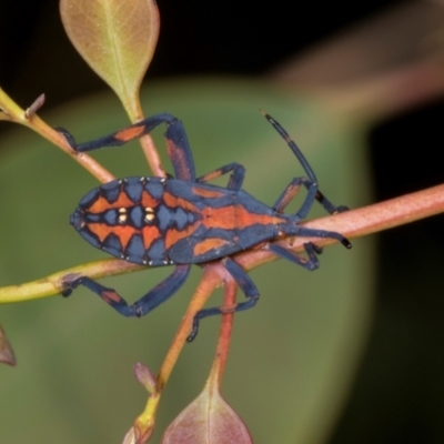 Amorbus alternatus (Eucalyptus Tip Bug) at Hawker, ACT - 27 Mar 2024 by AlisonMilton