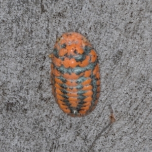 Monophlebulus sp. (genus) at Hawker, ACT - 27 Mar 2024