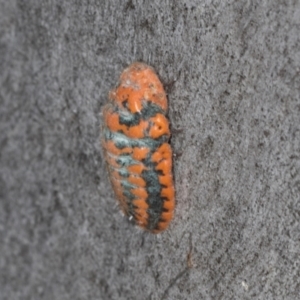 Monophlebulus sp. (genus) at Hawker, ACT - 27 Mar 2024