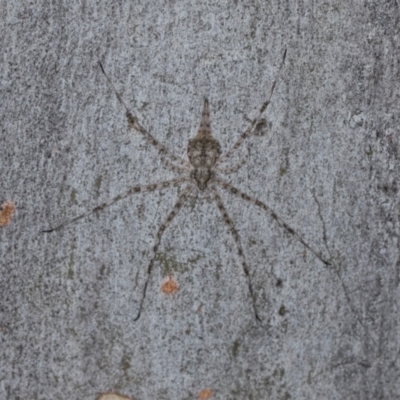 Tamopsis eucalypti (A two-tailed spider) at Hawker, ACT - 27 Mar 2024 by AlisonMilton