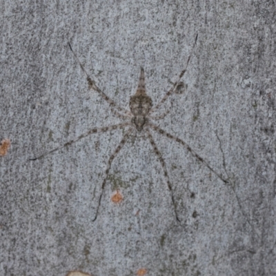 Tamopsis eucalypti (A two-tailed spider) at Hawker, ACT - 27 Mar 2024 by AlisonMilton