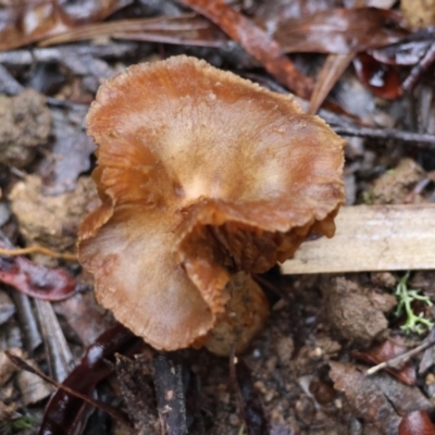 Unidentified Cap on a stem; gills below cap [mushrooms or mushroom-like] at QPRC LGA - 7 May 2024 by LisaH