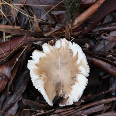 Amanita sp. at Mongarlowe, NSW - 7 May 2024 by LisaH