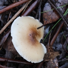 Omphalotus nidiformis at Mongarlowe, NSW - 7 May 2024 by LisaH