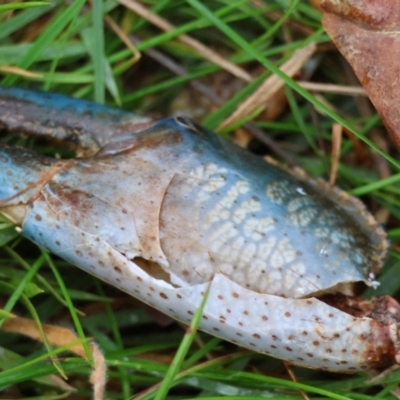 Cherax destructor (Common Yabby) at QPRC LGA - 7 May 2024 by LisaH