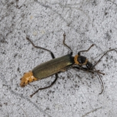 Chauliognathus lugubris (Plague Soldier Beetle) at Hawker, ACT - 27 Mar 2024 by AlisonMilton