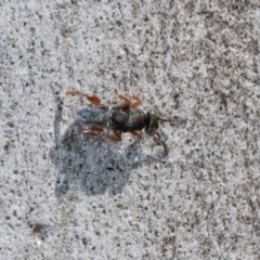 Chalcididae (family) (Unidentified chalcid wasp) at Hawker, ACT - 27 Mar 2024 by AlisonMilton