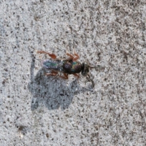 Chalcididae (family) at Hawker, ACT - 27 Mar 2024 12:01 PM