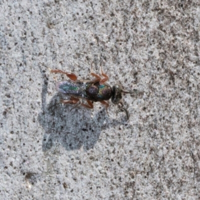 Chalcididae (family) (Unidentified chalcid wasp) at Hawker, ACT - 27 Mar 2024 by AlisonMilton