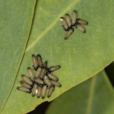 Paropsis atomaria (Eucalyptus leaf beetle) at Hawker, ACT - 27 Mar 2024 by AlisonMilton