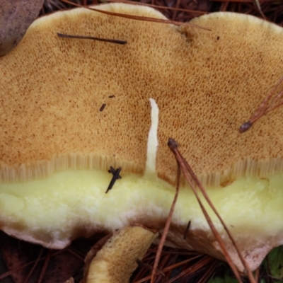 Suillus sp. (A bolete ) at QPRC LGA - 7 May 2024 by LisaH