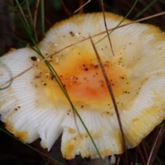 Amanita xanthocephala at Mongarlowe River - 7 May 2024 by LisaH