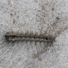 Anestia (genus) (A tiger moth) at Hawker, ACT - 27 Mar 2024 by AlisonMilton