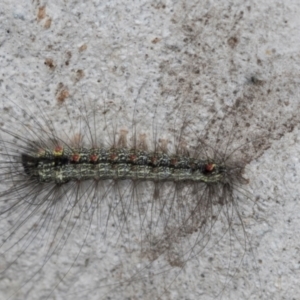 Anestia (genus) at Hawker, ACT - 27 Mar 2024