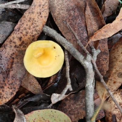 Unidentified Fungus at QPRC LGA - 7 May 2024 by LisaH