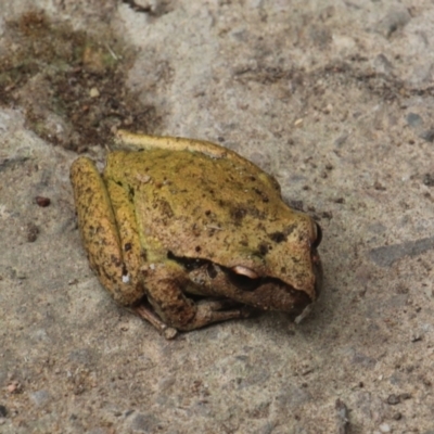 Litoria lesueuri (Lesueur's Tree-frog) at Currowan, NSW - 4 May 2024 by UserCqoIFqhZ