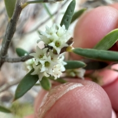 Monotoca scoparia (Broom Heath) at Aranda Bushland - 7 May 2024 by lbradley