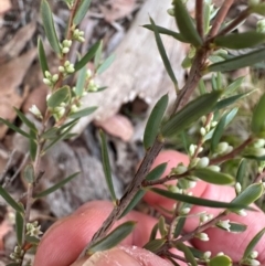 Monotoca scoparia at Aranda, ACT - 7 May 2024