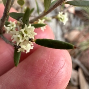 Monotoca scoparia at Aranda, ACT - 7 May 2024