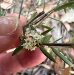 Monotoca scoparia at Aranda, ACT - 7 May 2024